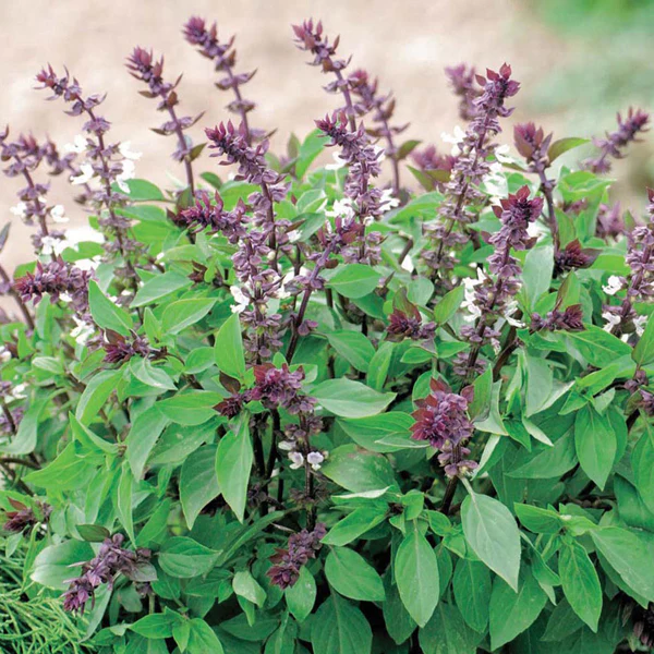 Basil Thai Seeds - Image 3