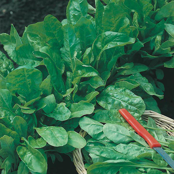 Beet Leaf Perpetual Spinach Seeds - Image 3