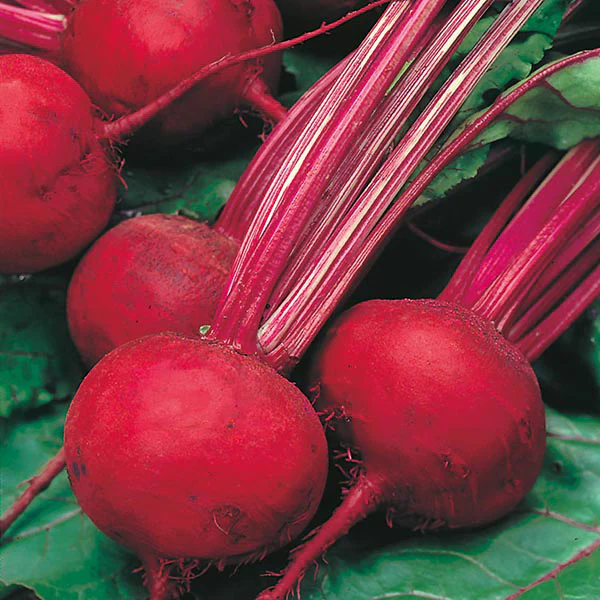 Beetroot Boltardy Seeds - Image 3