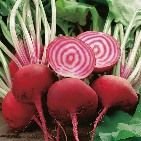 Beetroot Chioggia - Image 3