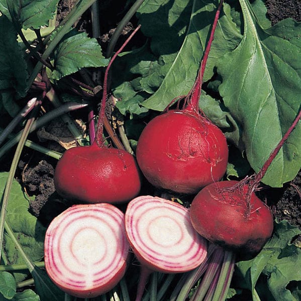 Beetroot Chioggia - Image 4