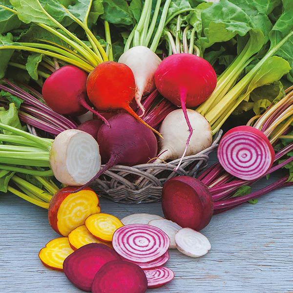 Beetroot Multicoloured Mixed Seeds - Image 3