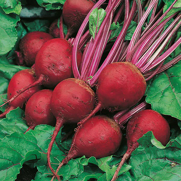 Beetroot Perfect 3 Seeds - Image 3