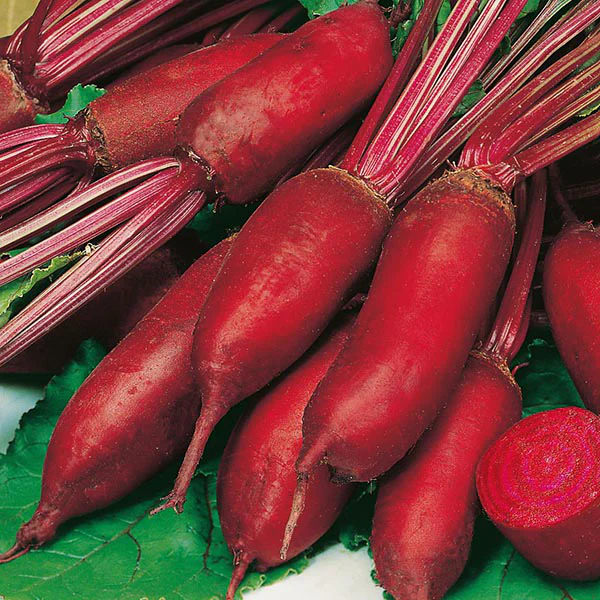 Beetroot Renova Seeds - Image 3