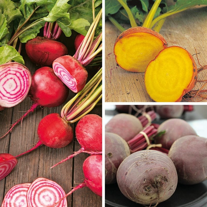 Beetroot Veg Plant Collection
