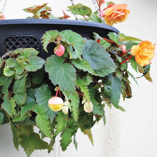 Begonia Illumination Lemon F1 Flower Plants - Image 2