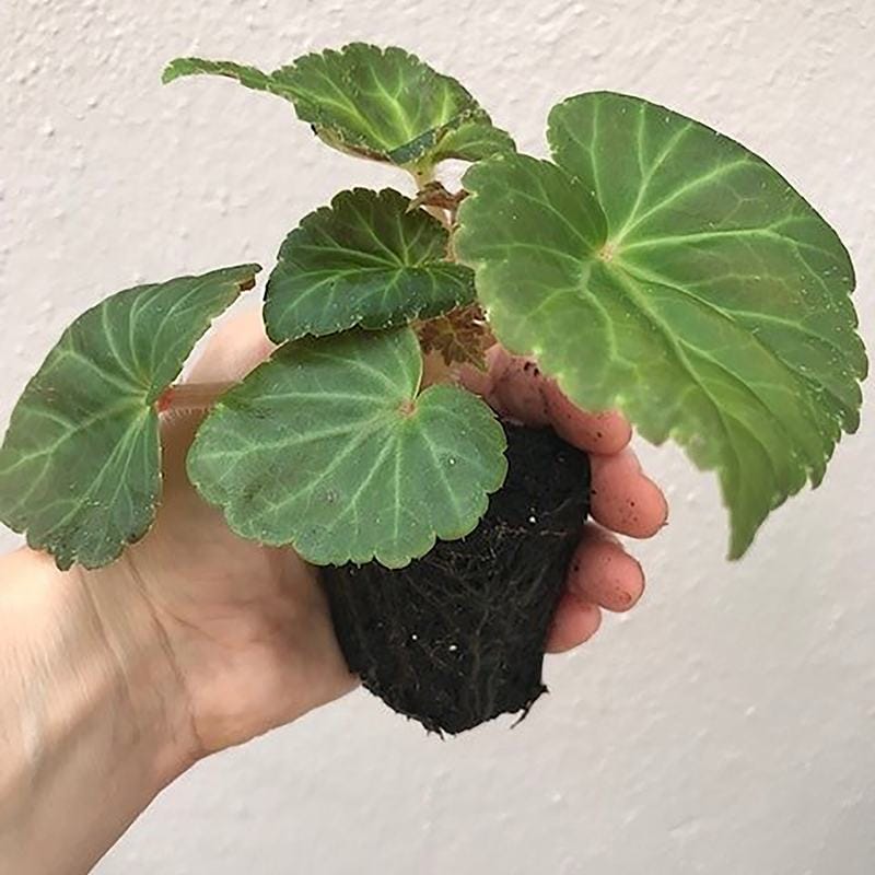 Begonia Illumination Lemon F1 Flower Plants - Image 5