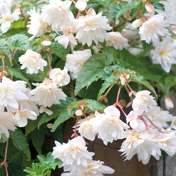 Hanging Basket Flower Plants Collection - Image 2