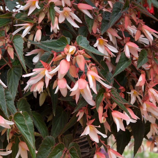 Begonia Starshine Appleblossom Flower Plants - Image 2
