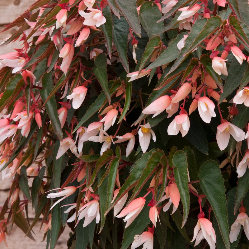 Begonia Starshine Appleblossom Flower Plants - Image 5