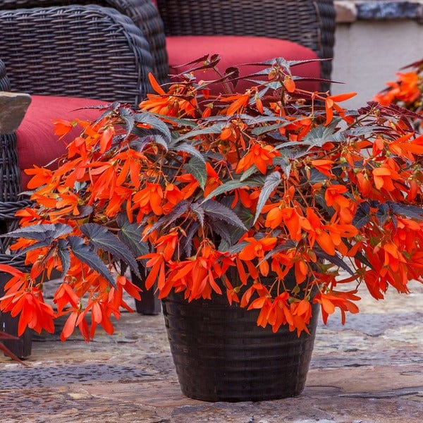Begonia Starshine Flower Plants Collection - Image 2