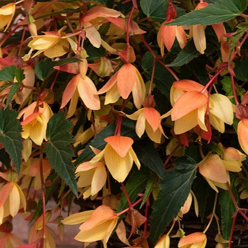 Begonia Starshine Flower Plants Collection - Image 5