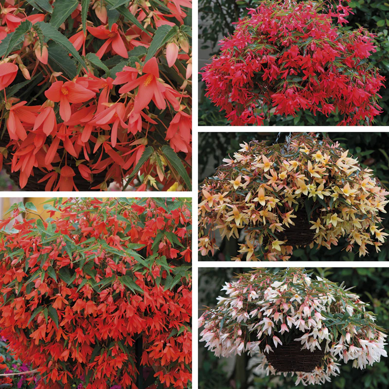 Begonia Starshine Flower Plants Collection - Image 7