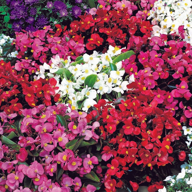 Begonia Summer Rainbow F2 Seeds - Image 3