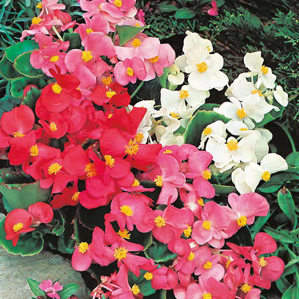 Begonia Summer Rainbow F2 Seeds - Image 4