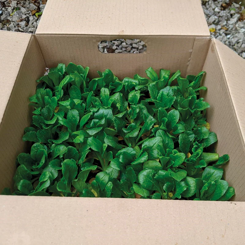 Bellis Bellissima Mixed Plants - Image 4