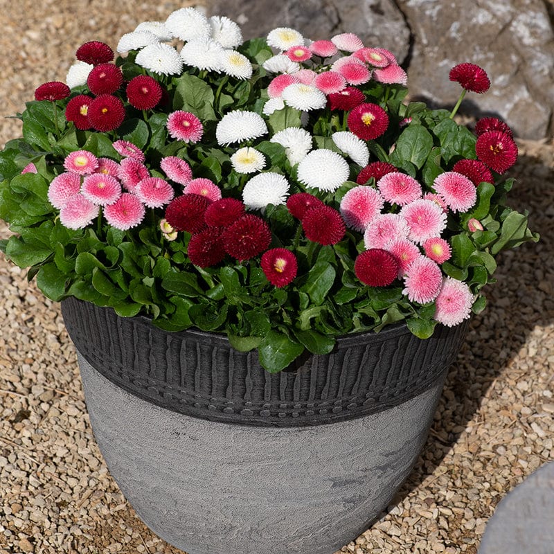 Bellis Bellissima Mixed Plants - Image 5