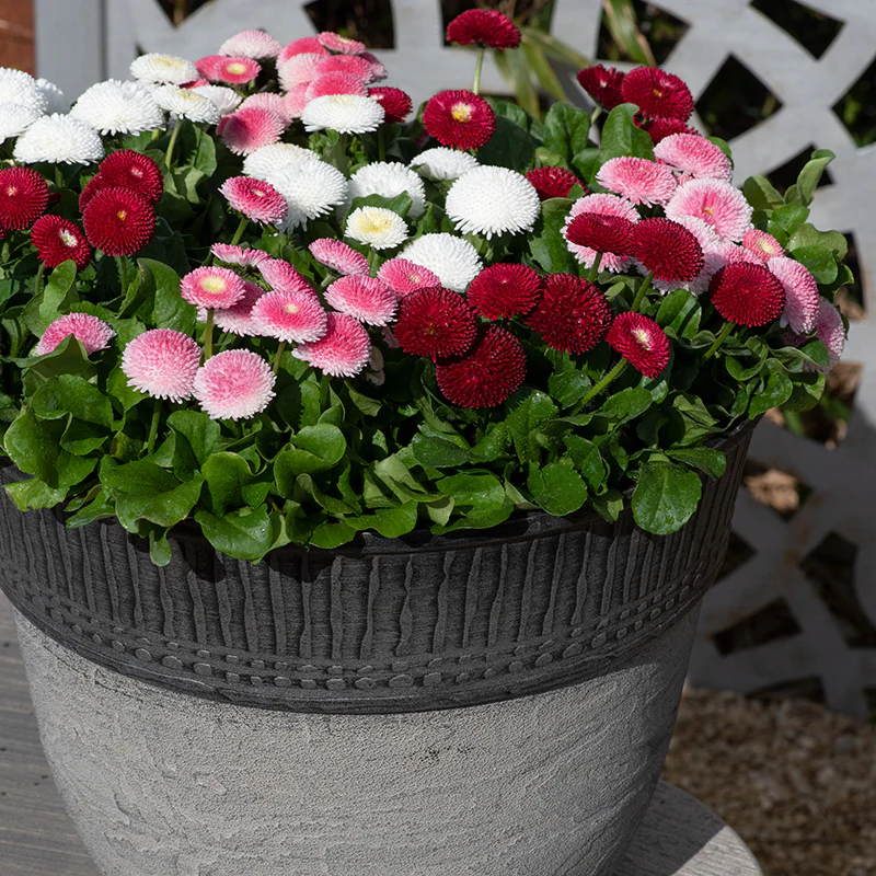 Bellis Bellissima Mixed Plants - Image 6