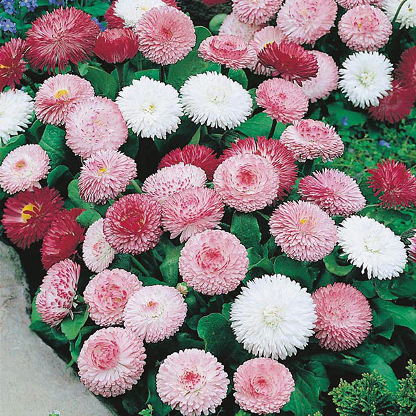 Bellis Goliath Mixed - Image 3