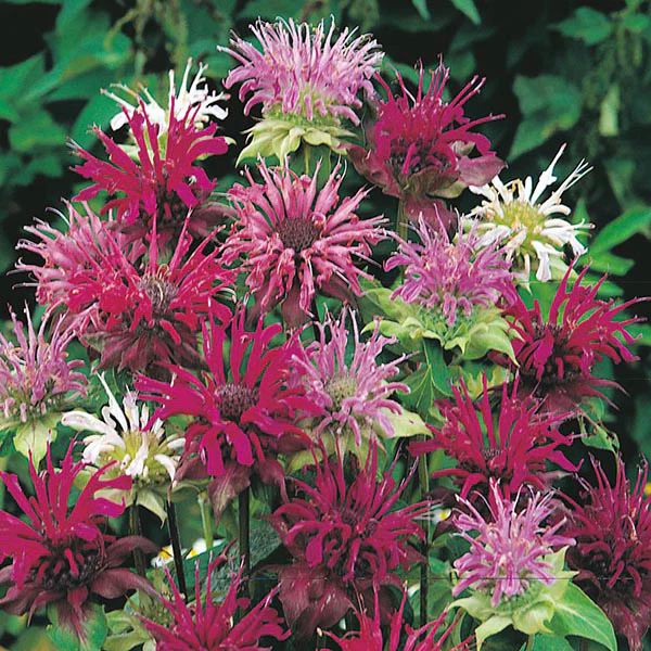 Bergamot Panorama Mixed Seeds - Image 3
