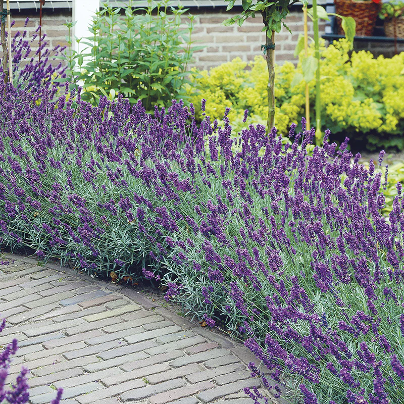 Best Selling Perennial Flower Plants Collection - Image 3