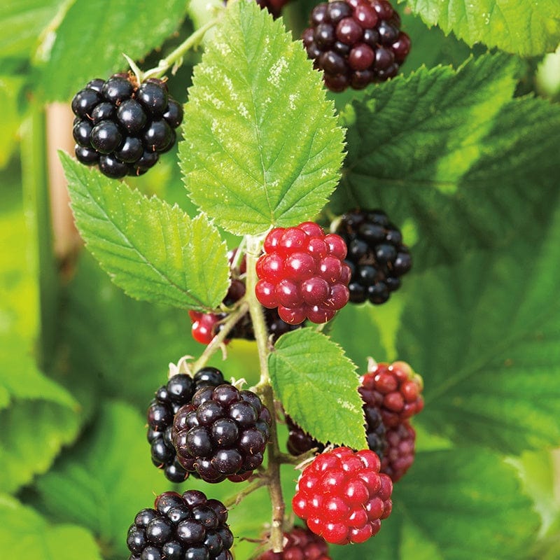 Blackberry Chester Fruit Plant (Floricane) - Image 2