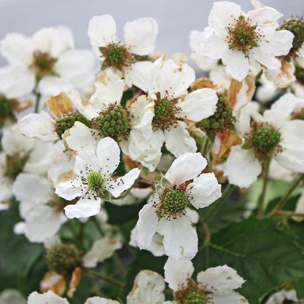 Blackberry Mont Blanc Plant - Image 2