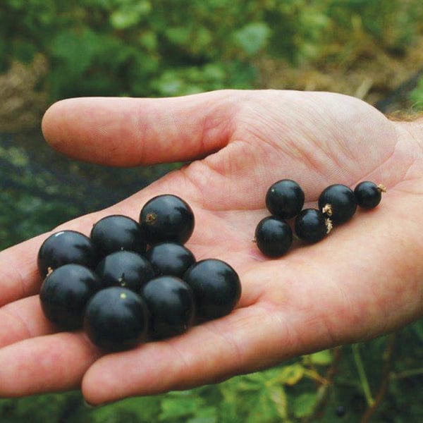 Blackcurrant Ebony Fruit Plant - Image 2
