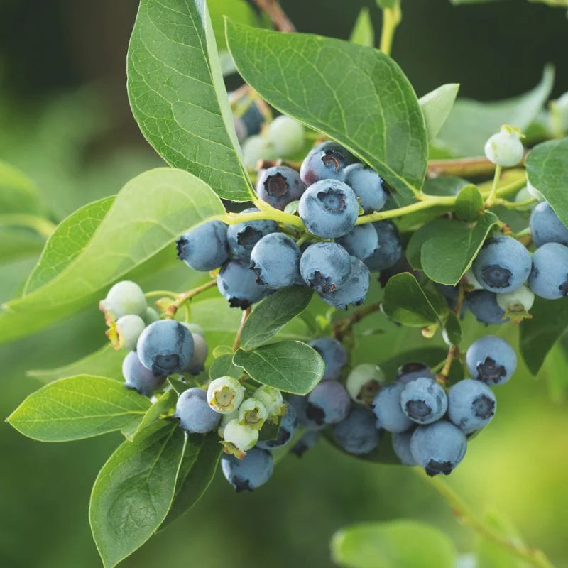 Blueberry Brigitta Blue - Image 2