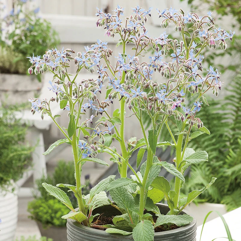 Borage Blue Seeds - Image 3