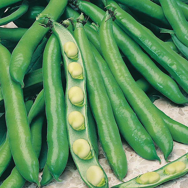Broad Bean Bunyards Exhibition - Image 2