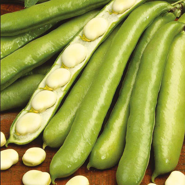 Broad Bean De Monica Seeds - Image 2