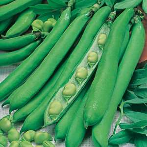 Broad Bean Masterpiece Green Longpod Vegetable Plants - Image 4