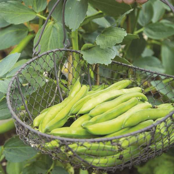 Broad Bean Vegetable Plant Collection - Image 2