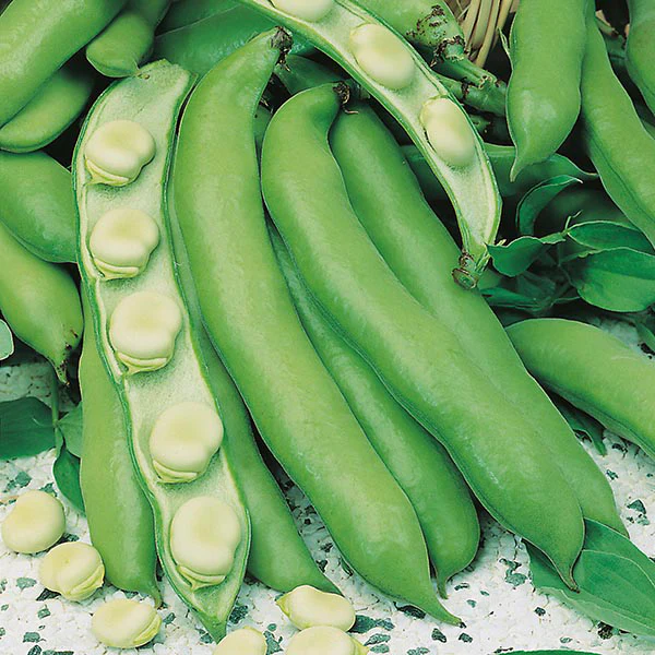 Broad Bean Witkiem Manita Seeds - Image 2