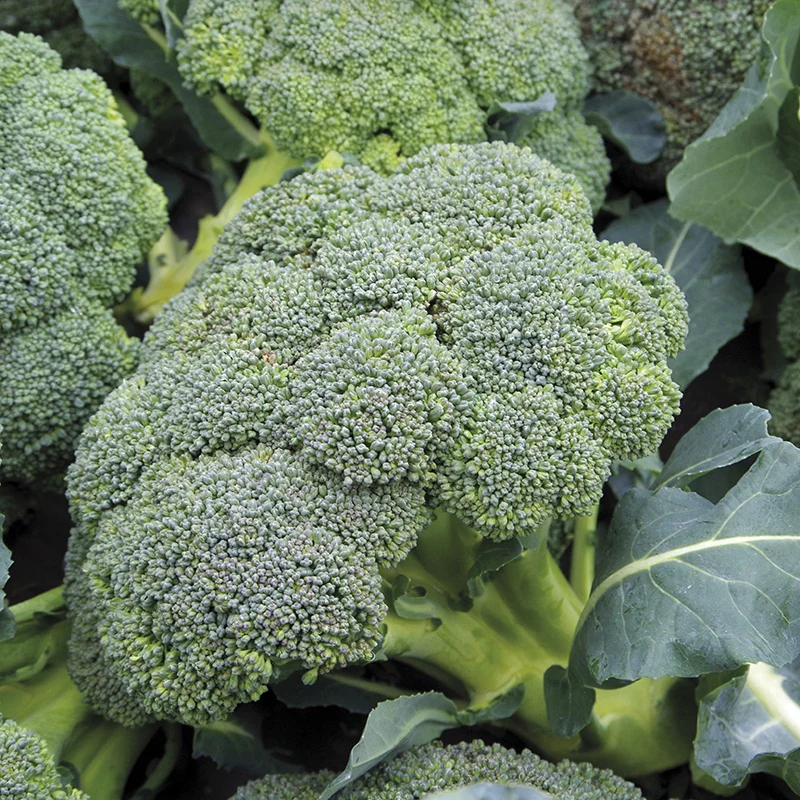 Broccoli Autumn Covina - Image 3