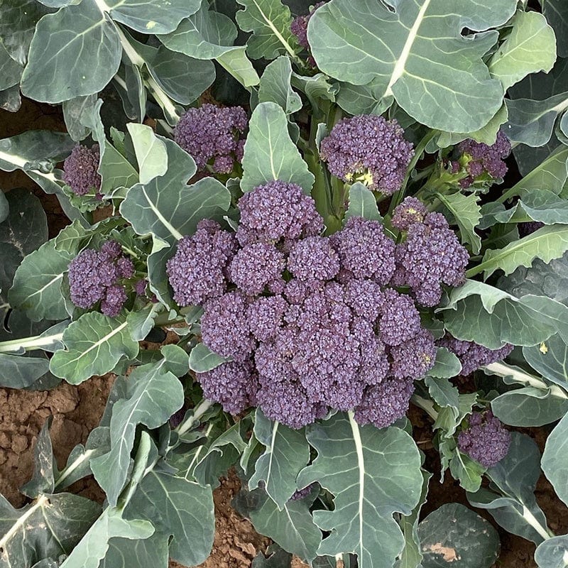 Broccoli Burgundy Vegetable Plants