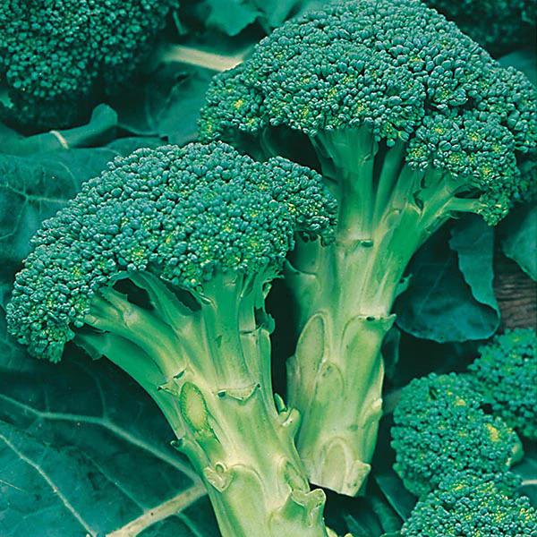 Broccoli (Calabrese) Green Calabrese Seeds - Image 3