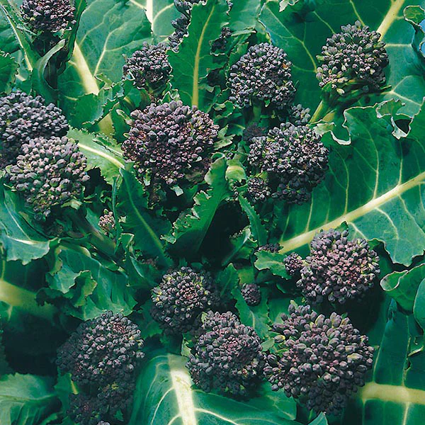 Broccoli (Sprouting) Early Purple Sprouting Seeds - Image 3