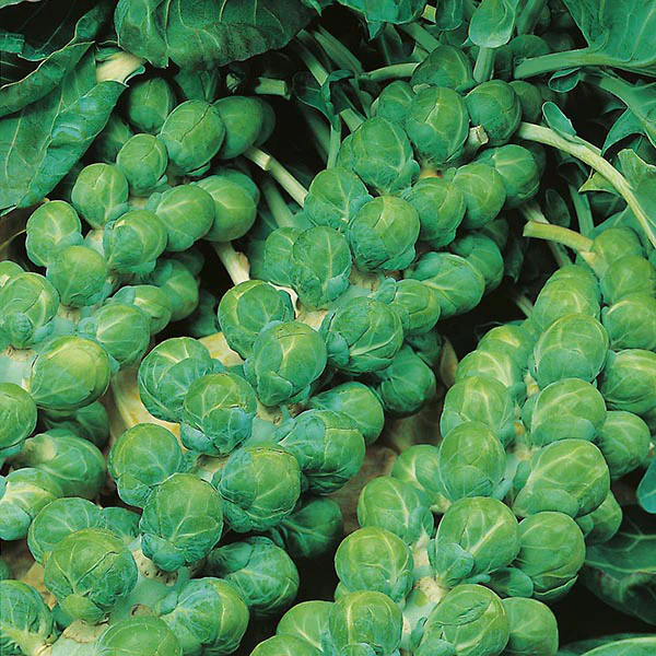 Brussels Sprout Evesham Special Seeds - Image 3