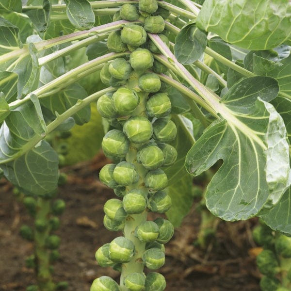 Brussels Sprouts Crispus F1 Veg Plants