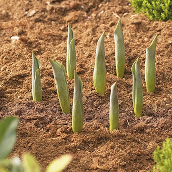 Bulb Planting Baskets  pack of 3 round 26cm - Image 2