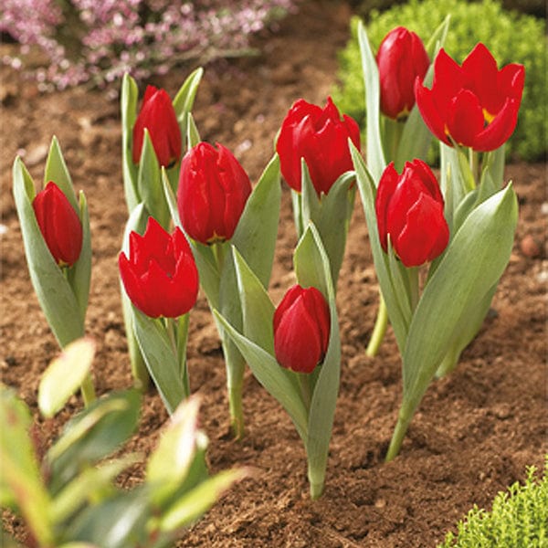 Bulb Planting Baskets  pack of 3 round 26cm - Image 3