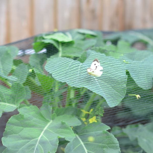 Butterfly Plant Protection Netting - Image 8