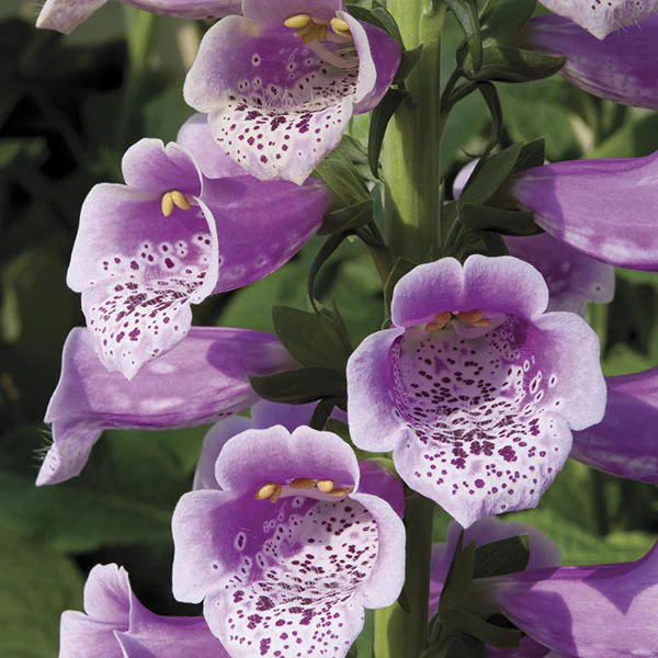 Buzzing Borders Bloom Collection - Image 2