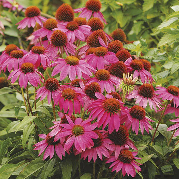 Buzzing Borders Bloom Collection - Image 3