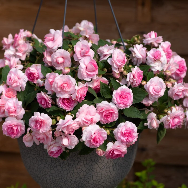 Buzzing Borders Bloom Collection - Image 4
