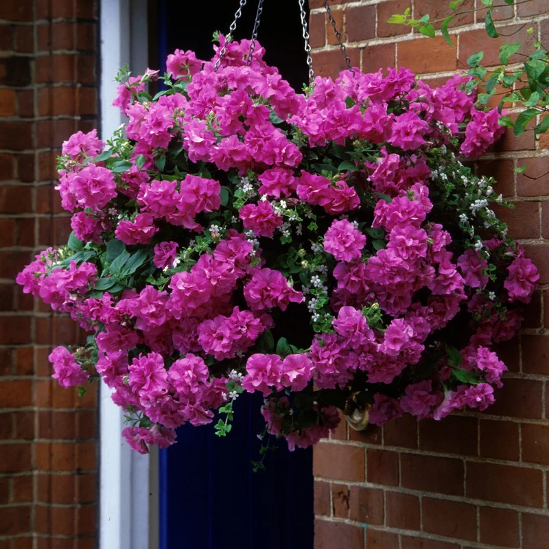 Buzzing Borders Bloom Collection - Image 5