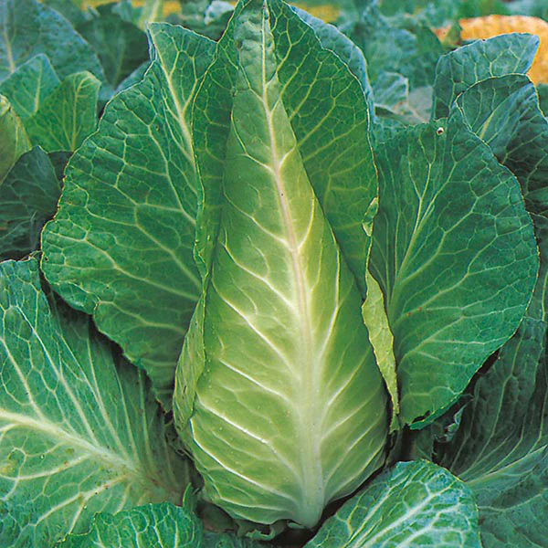 Cabbage Filderkraut Seeds - Image 3