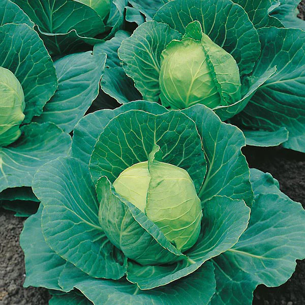 Cabbage Golden Acre / Primo II - Image 3